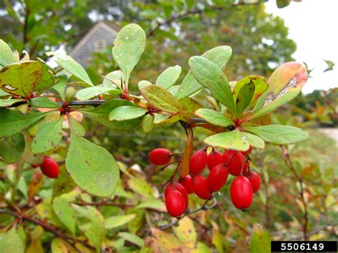 berbery|berberis vulgaris characteristics.